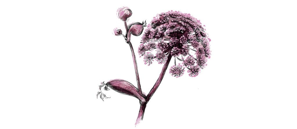 Berloga — angélique (planche botanique) — Ann Fedoseeva