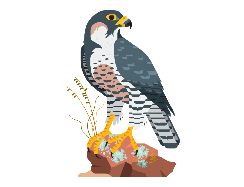 « Birds of Note » – faucon pèlerin — Always With Honor
