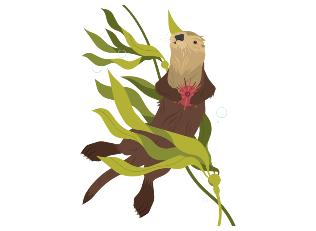 Loutre de mer pour l'Elakha Alliance — Always With Honor