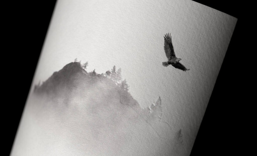 Lone Eagle – détail de l’illustration — CF Napa Brand Design