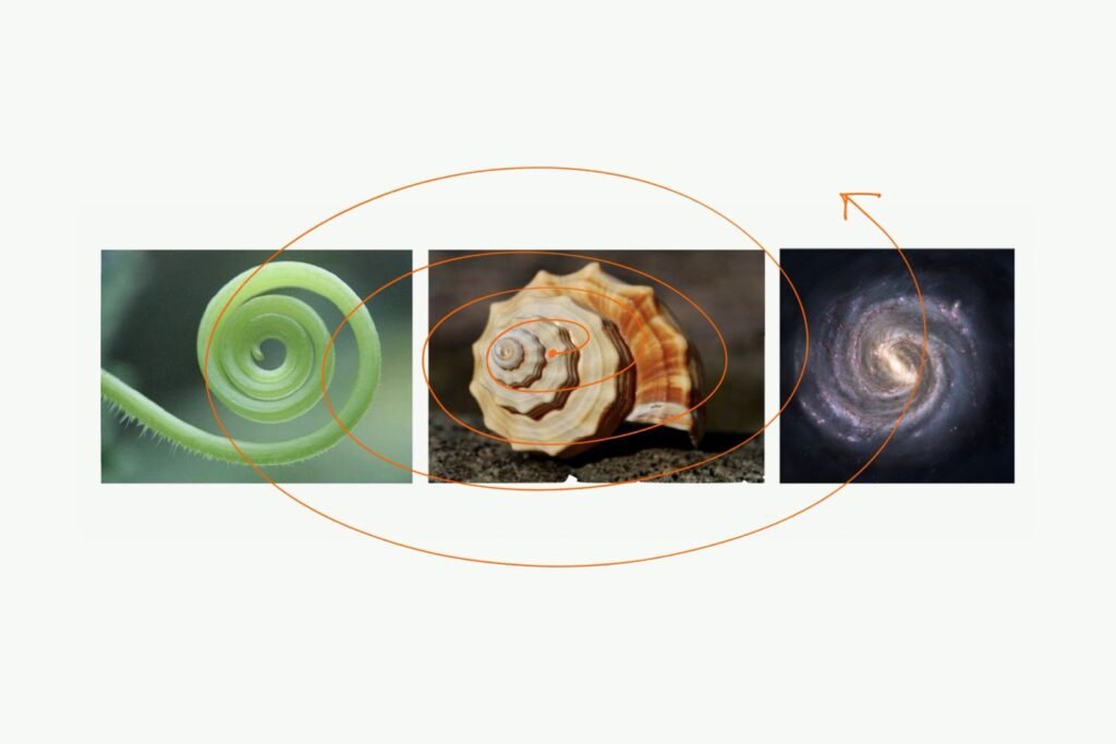 Sustana — logo spirale inspiré de la nature — COLLINS