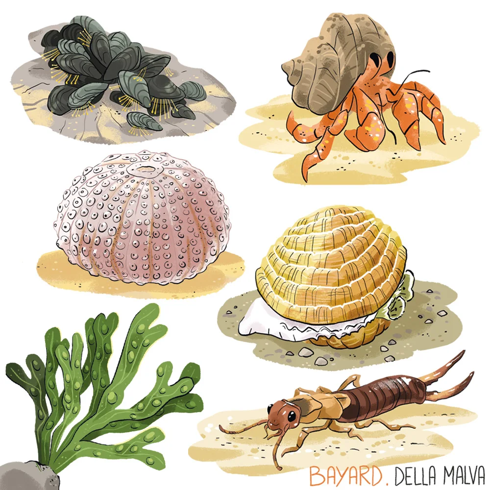 Youpi : les petites bêtes de la plage — Eleonore Della Malva