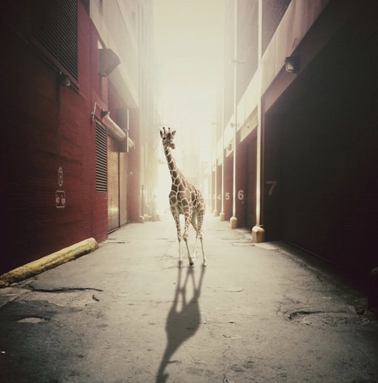 Girafe dans la ruelle — Elise Swopes