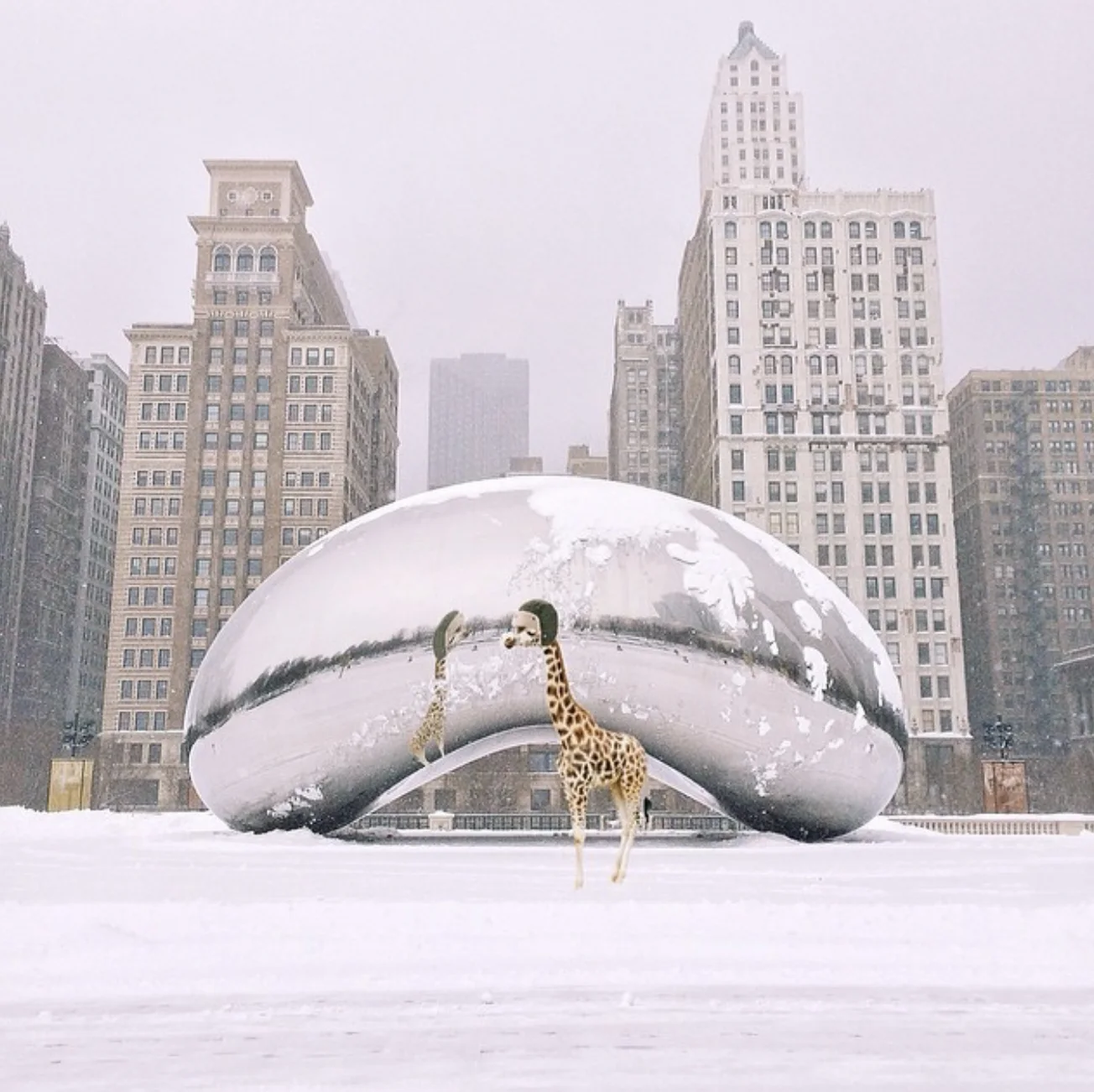 Girafe devant le Bean — Elise Swopes