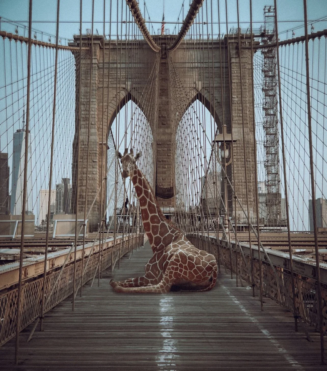 Girafes sur le pont de Brooklyn — Elise Swopes
