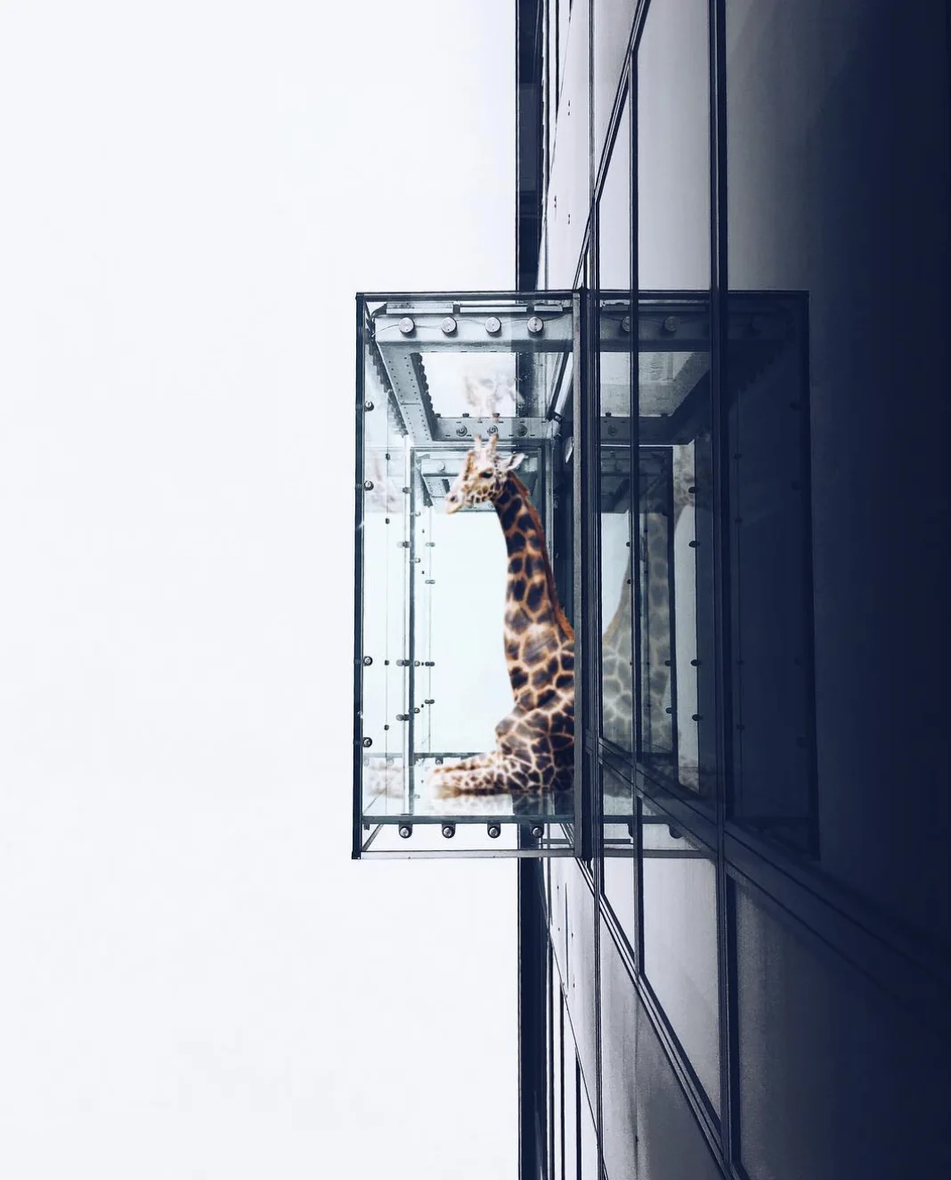 Girafe dans le cube de verre — Elise Swopes