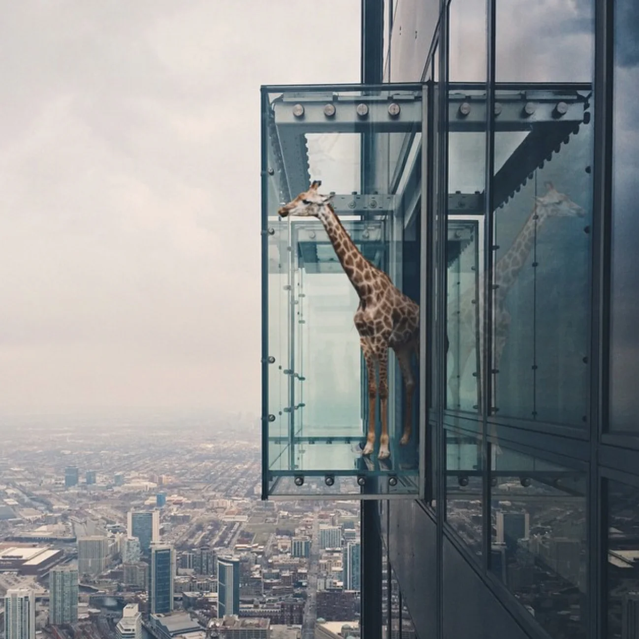 Girafe sur la terrasse de verre — Elise Swopes