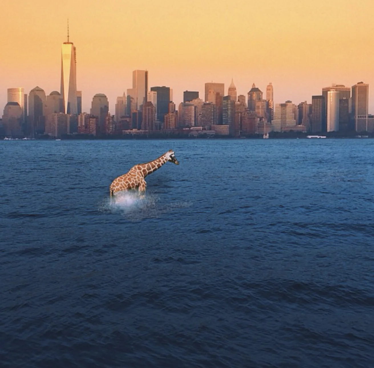 Girafe dans l’eau — Elise Swopes