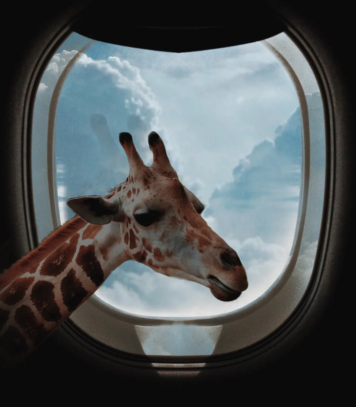 Girafe au hublot — Elise Swopes
