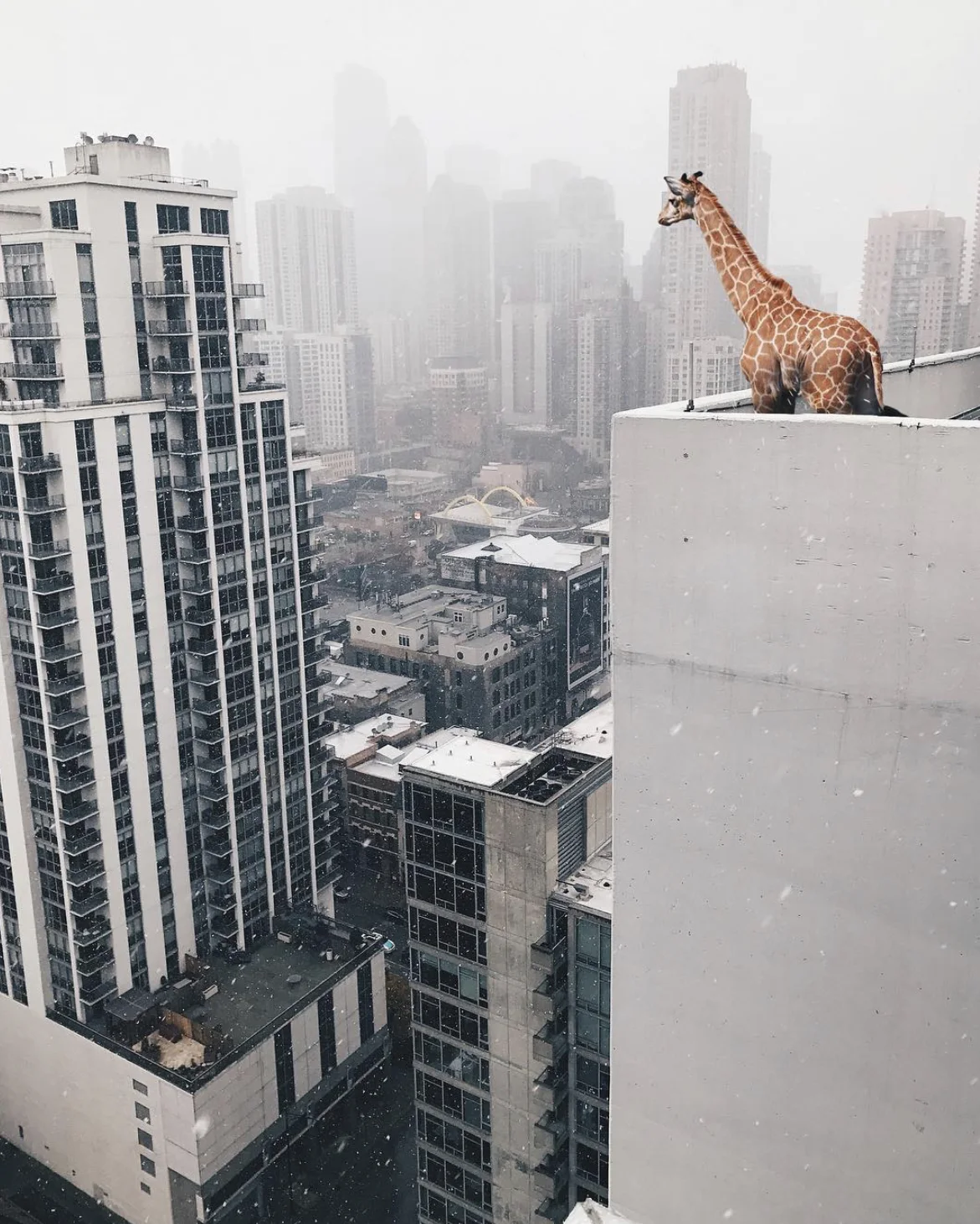 Girafe sur le toit — Elise Swopes