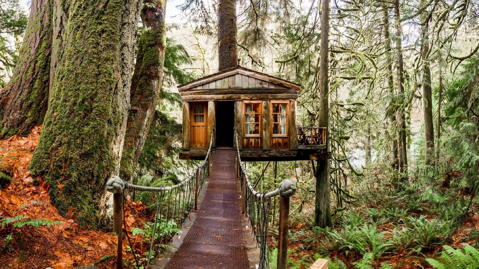 Visuel de Nelson Treehouse : système de marque